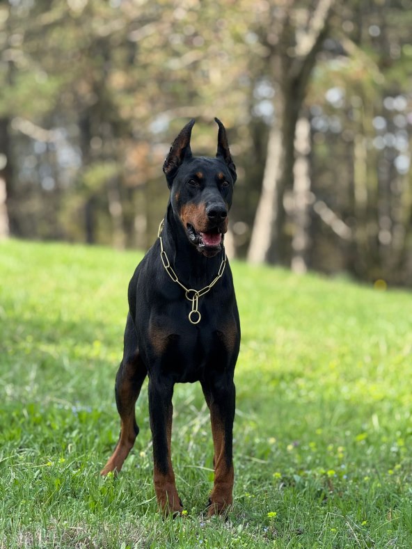 Višestruki šampion Replay