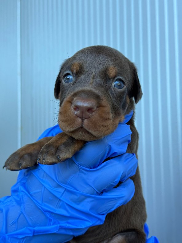 Beba doberman