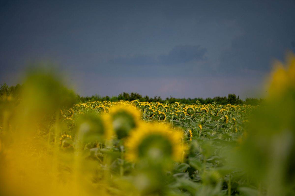 DSC_5990.jpg