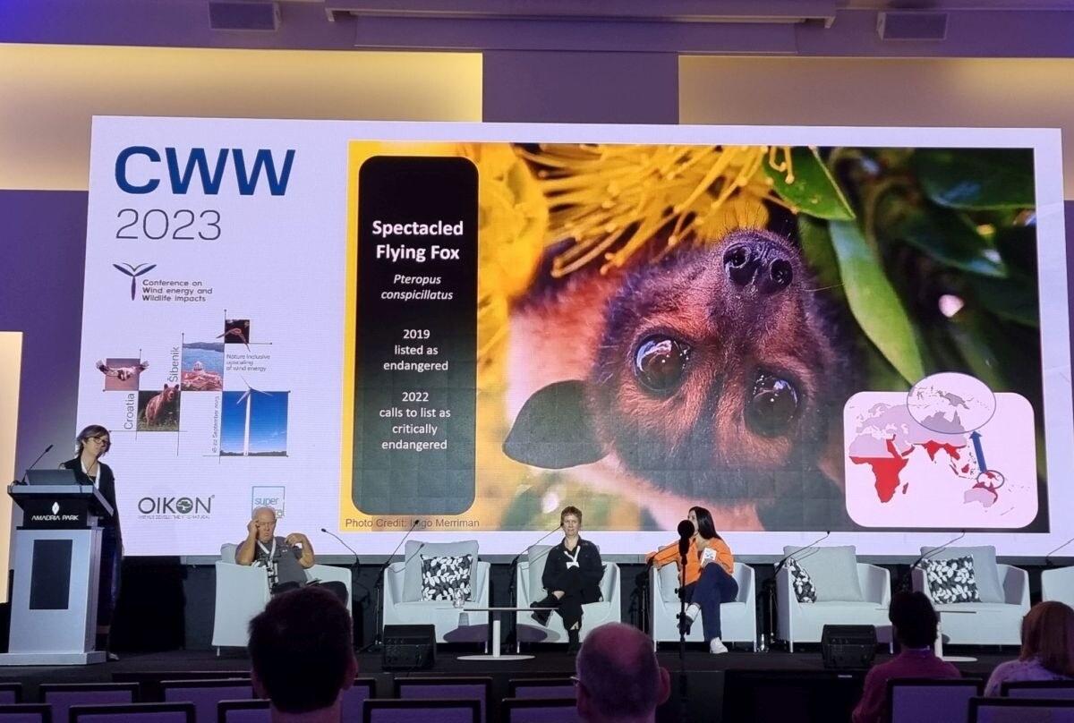 CWW 2023 Šibenik leteća lisica šišmiš (5).jpg