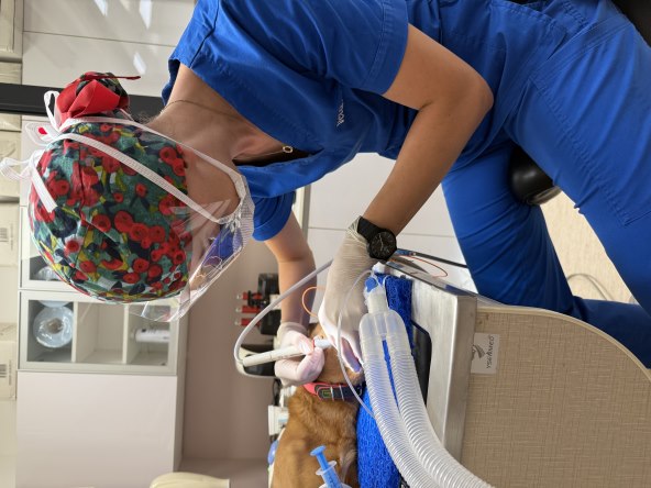 Stomatološka obrada u Veterinarskoj klinici BUBA u Zagrebu.jpeg