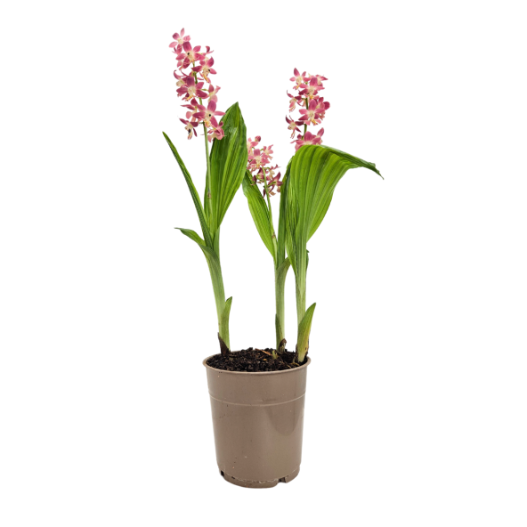 Calanthe_1.png
