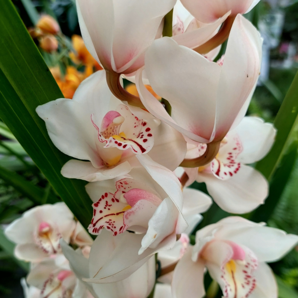 CYMBIDIUM.png
