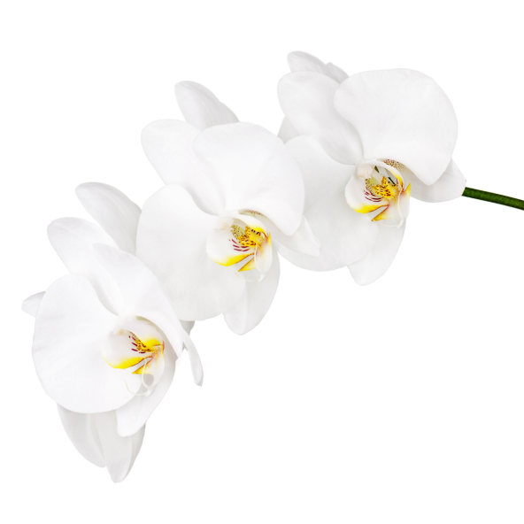 Phalaenopsis_1.png
