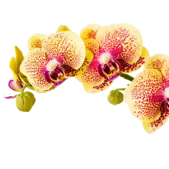 Phalaenopsis_2.png