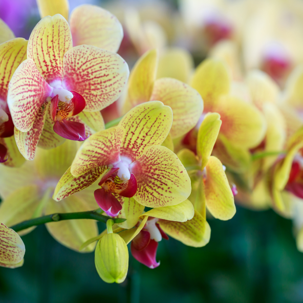 Phalaenopsis_3.png