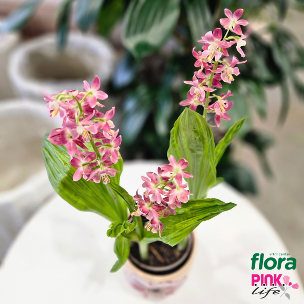 Vrtni centar Flora