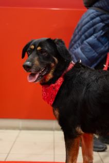 PetCentarNoinaArka-182.jpg