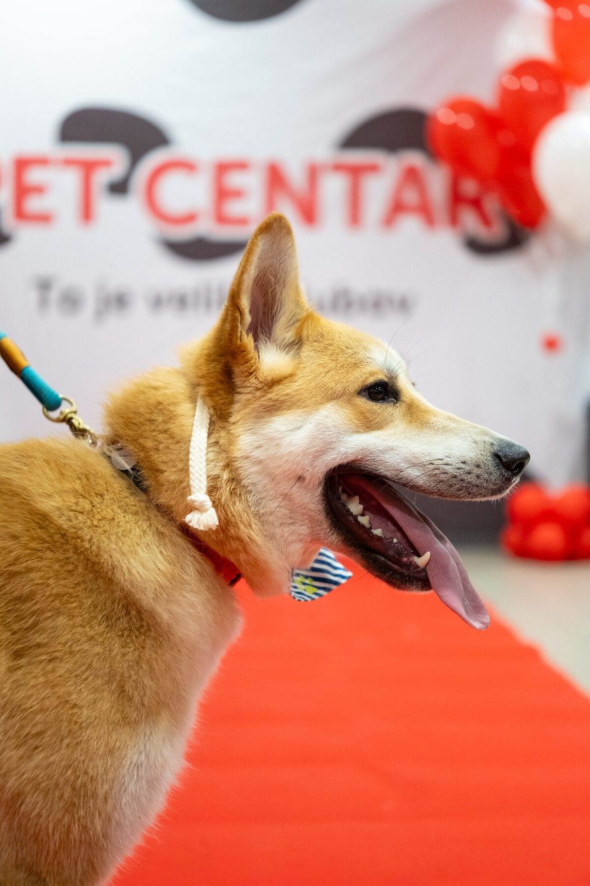 PetCentarNoinaArka-37.jpg