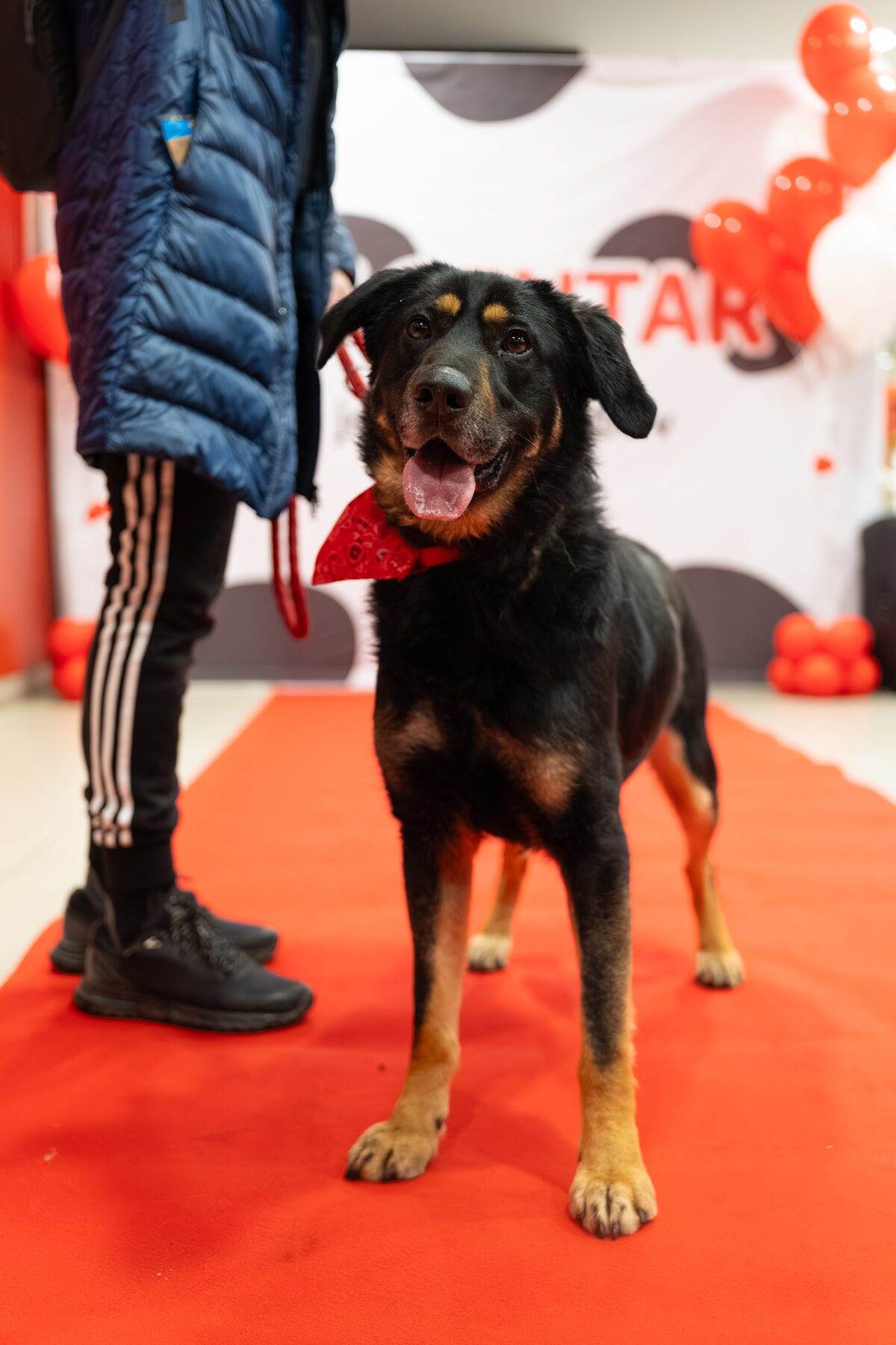 PetCentarNoinaArka-49.jpg