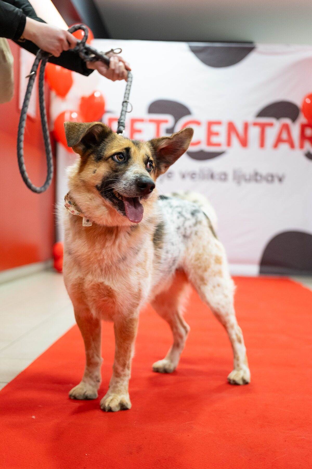 PetCentarNoinaArka-64.jpg