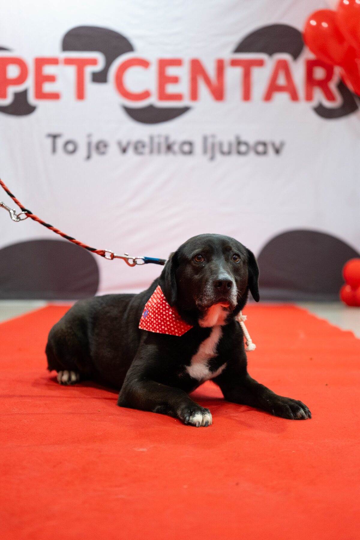 PetCentarNoinaArka-67.jpg