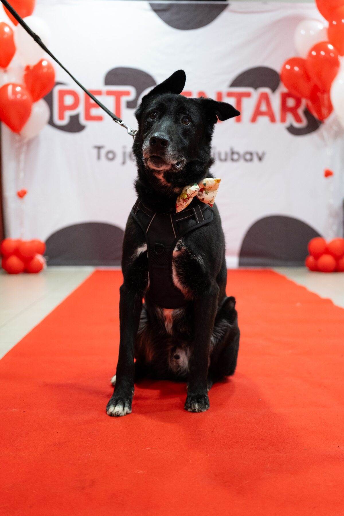 PetCentarNoinaArka-74.jpg