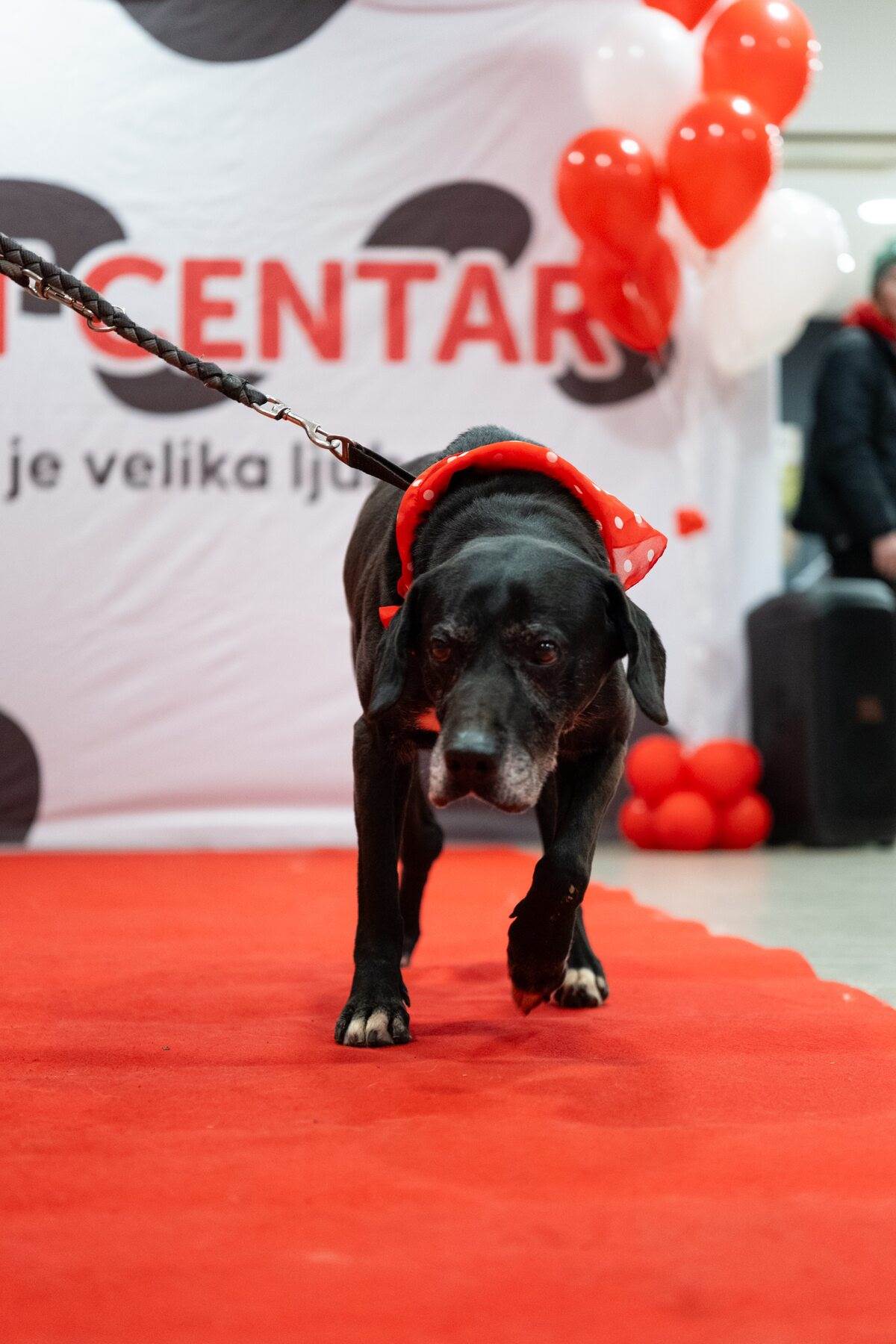 PetCentarNoinaArka-79.jpg