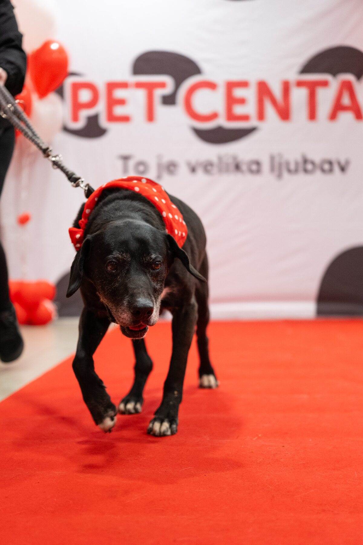 PetCentarNoinaArka-125.jpg