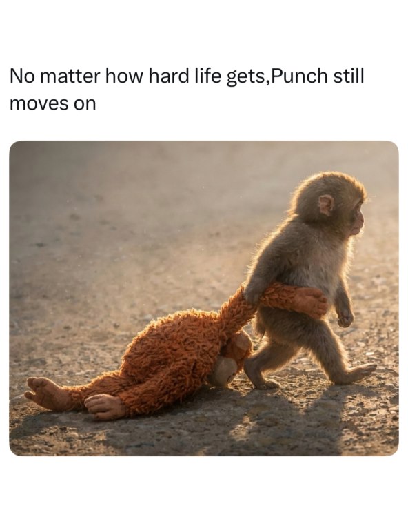 Majmun Pouchy