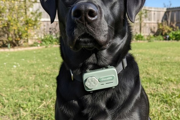 PetPhone (3).jpg