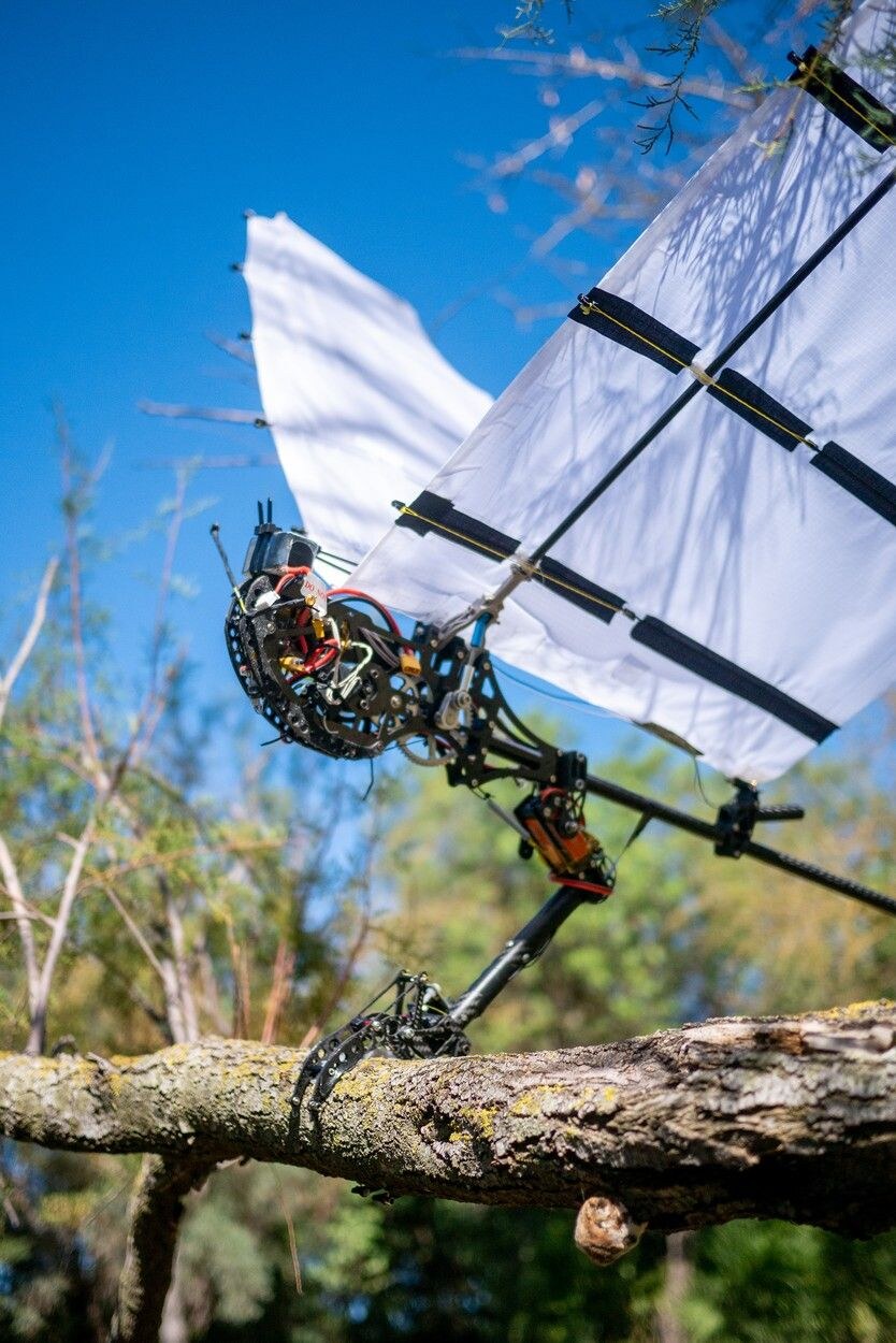 Ornitopter robot ptica (9).jpg