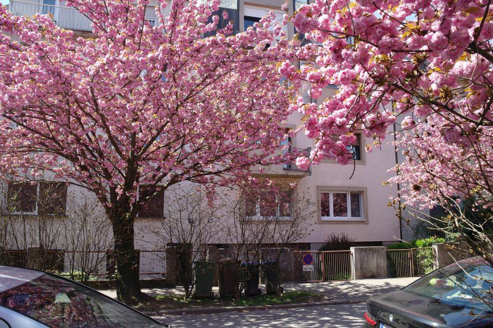 Procvjetale su trešnje u Šulekovoj ulici u Zagrebu