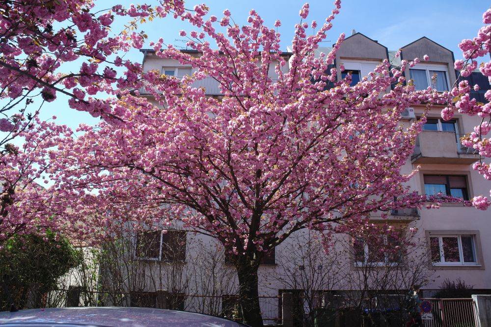 Procvjetale su trešnje u Šulekovoj ulici u Zagrebu