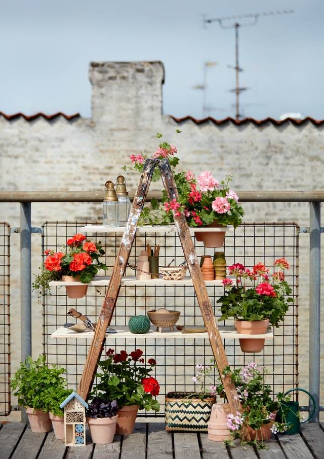 pelargoniums-for-europe-q3RHLwSJjA8-unsplash.jpg