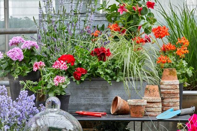 pelargoniums-for-europe-1TbnKaWU7Kg-unsplash (1).jpg