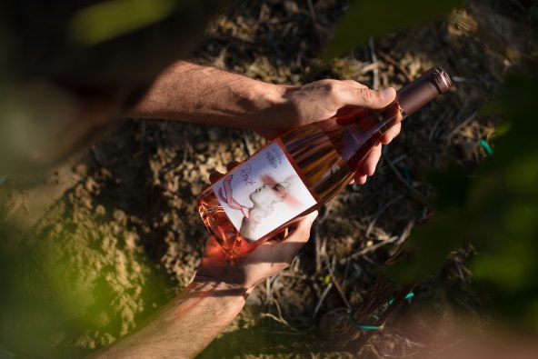 Čaroban rose iz Kutjeva za osvježavajuće uživanje u ljetu