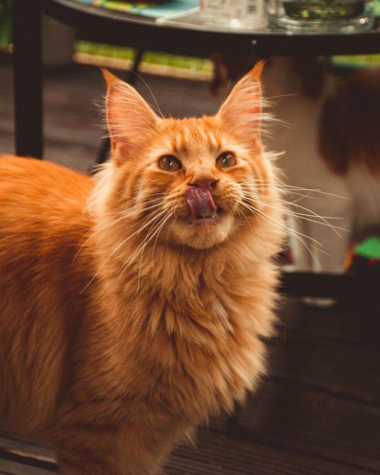 Cat Caffe