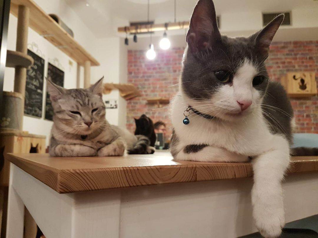 Cat Caffe
