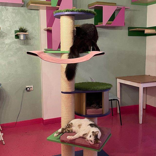 Cat Caffe