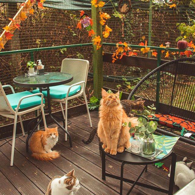 Cat Caffe