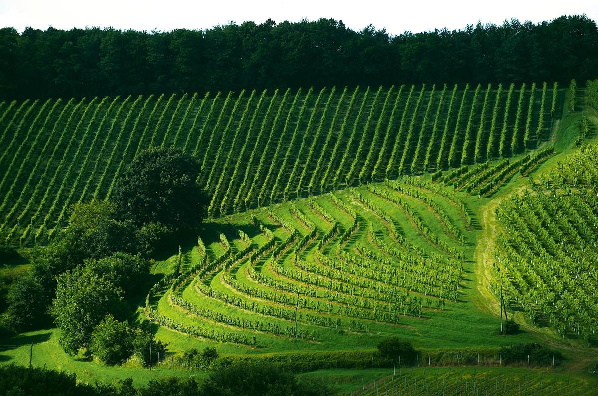 10_vineyard