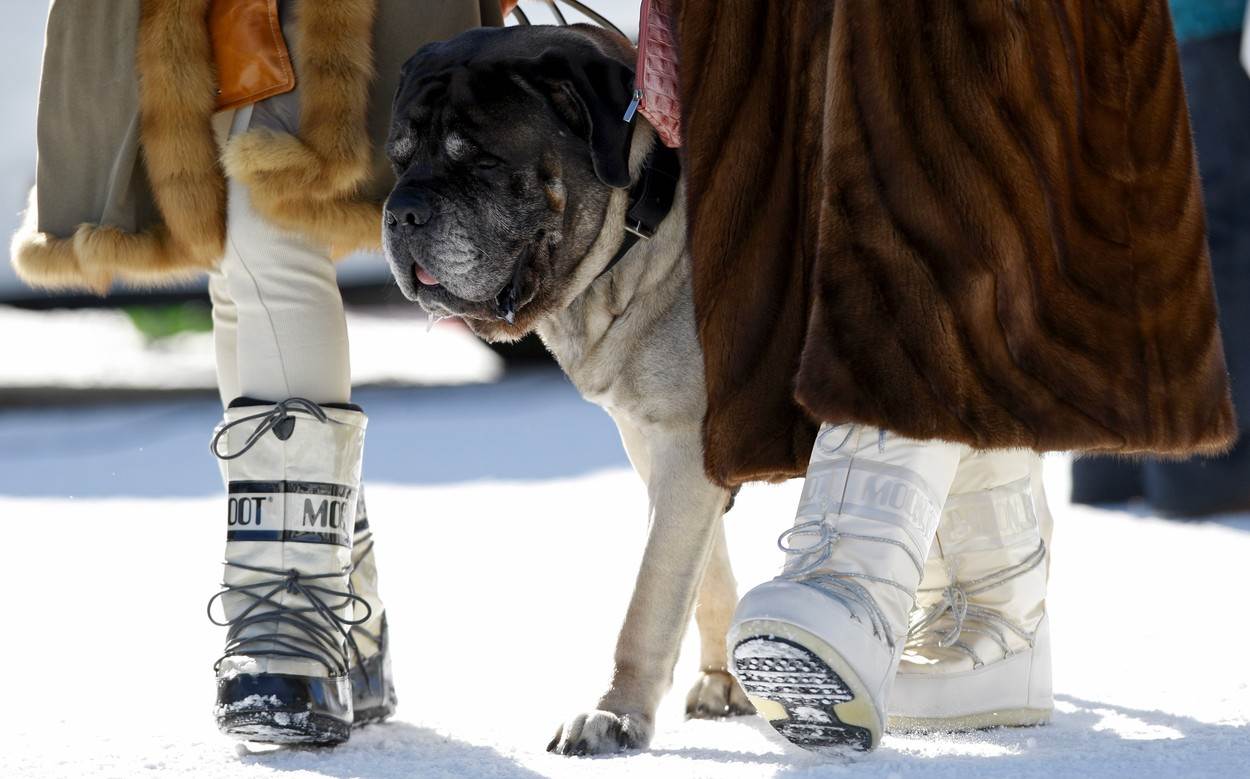 moon boot