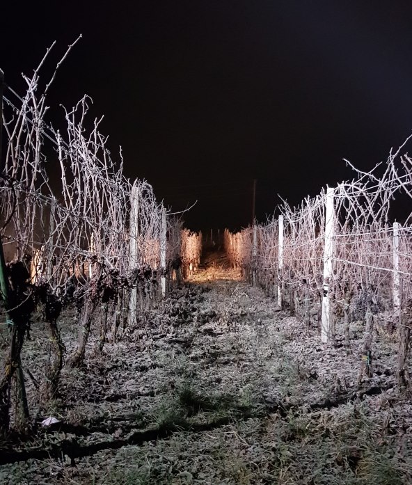 LEDENE BERBE Syrah su pobrale ptice, a traminac je ostao za nas