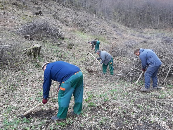NE ŠTEDI NA ŠUMI Slijedi primjer 'velikih' i posadi koju sadnicu u prirodi