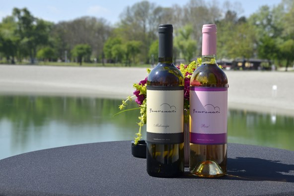 Nove berbe vina Benvenuti