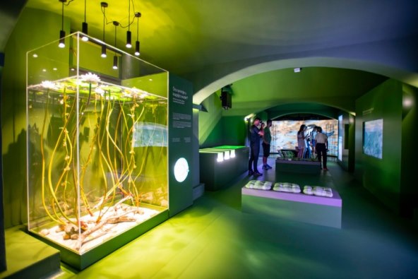 Otkrijte koji je to kukac stariji od dinosaura, a skriva važnu tajnu