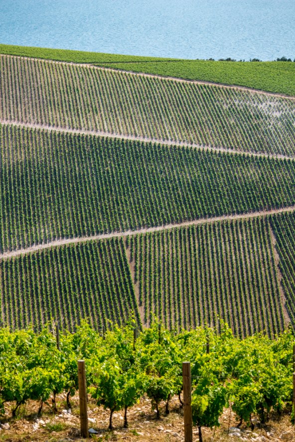 Vinogradi u Komarni