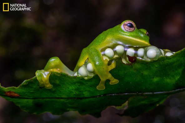 National Geographic novi broj