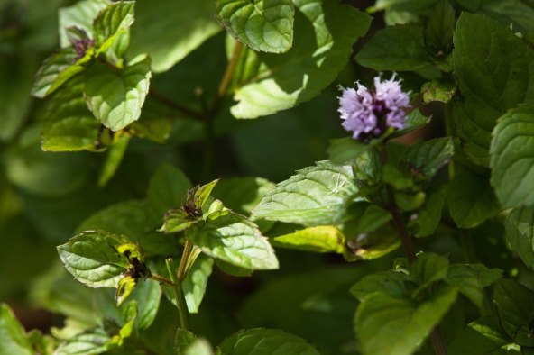 menta metvica