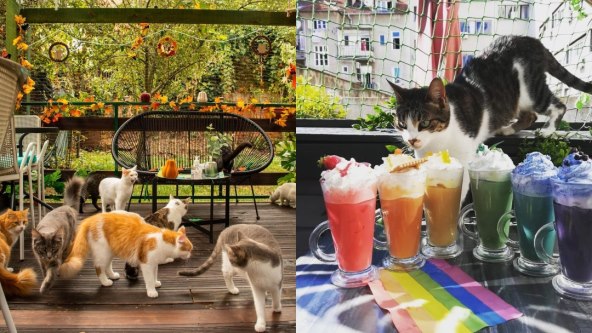Cat Caffe