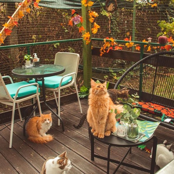 Cat Caffe