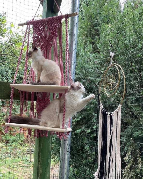 Cat Caffe