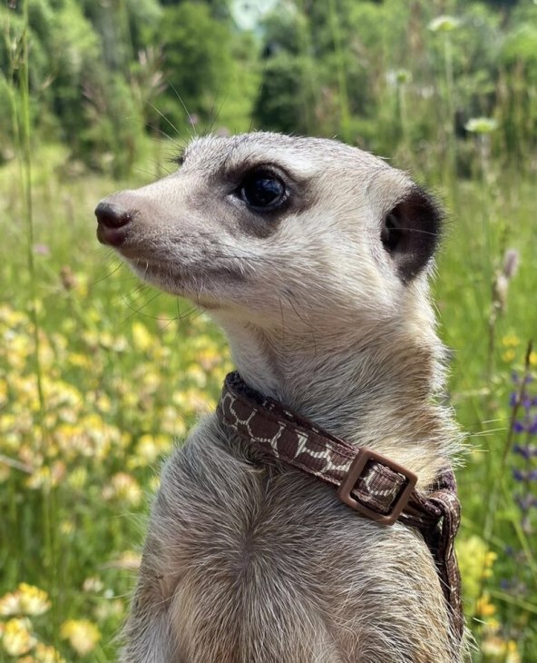 Lulu merkat