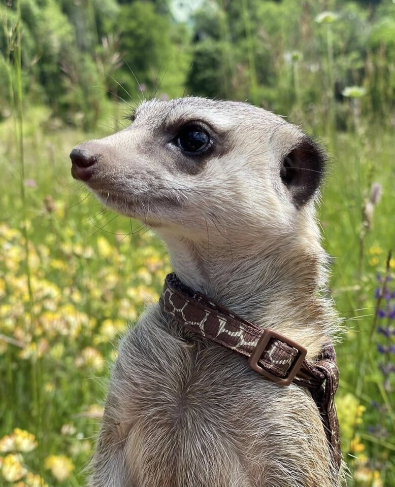 Lulu merkat