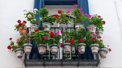 biljke na balkonu.jpg