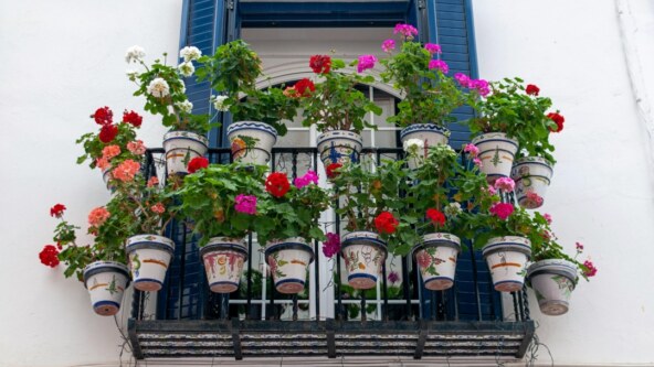 biljke na balkonu.jpg