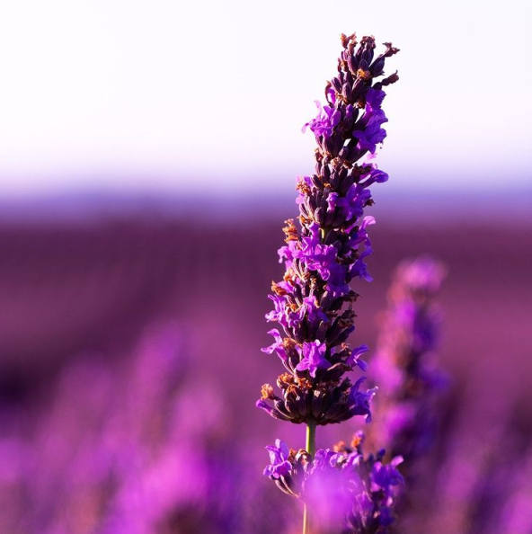 Lavanda je korisna u njezi kose