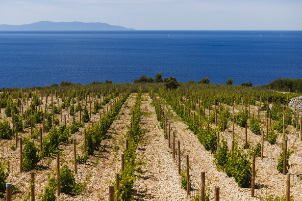 Vinogradi Šolta.jpg