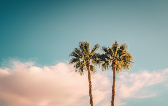 Palme